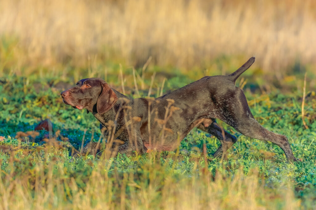 De stående hunde
