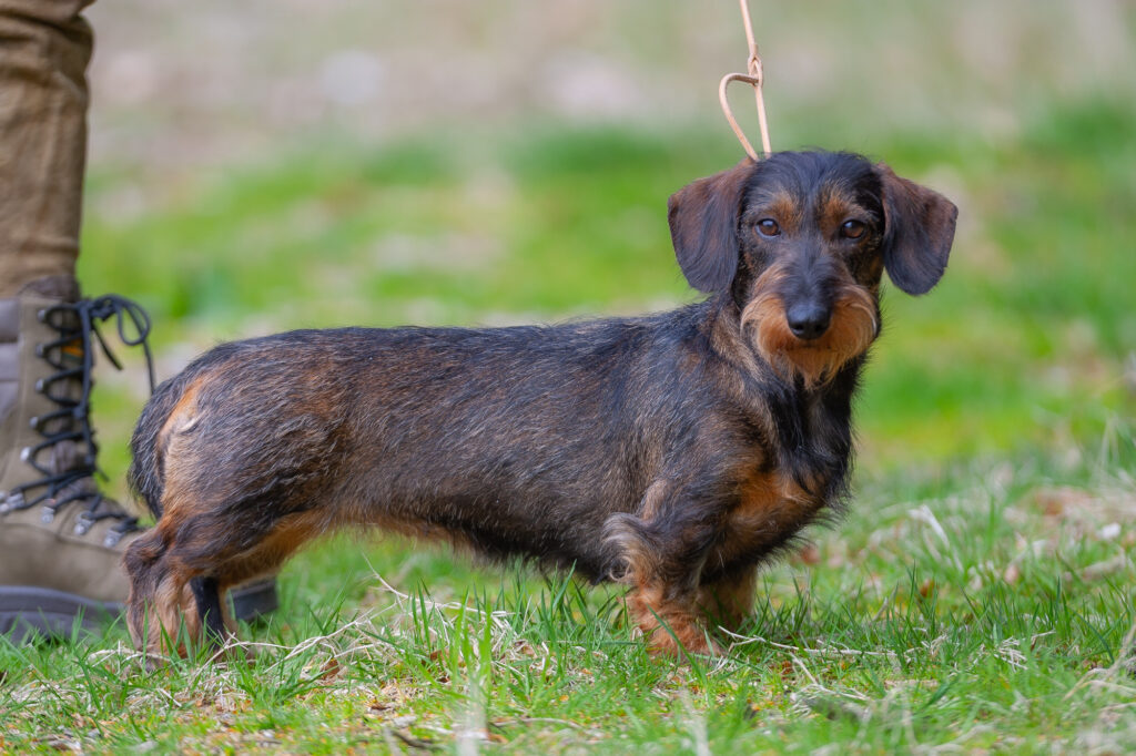 Gravhunde