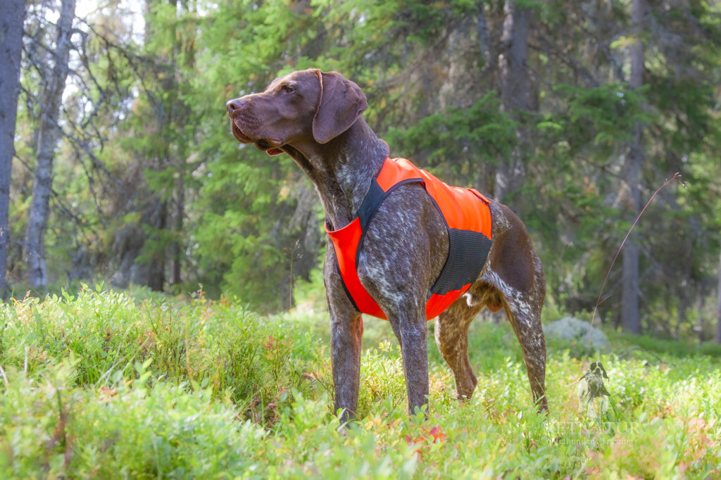 Den stående hunds terræn- og jagtdressur