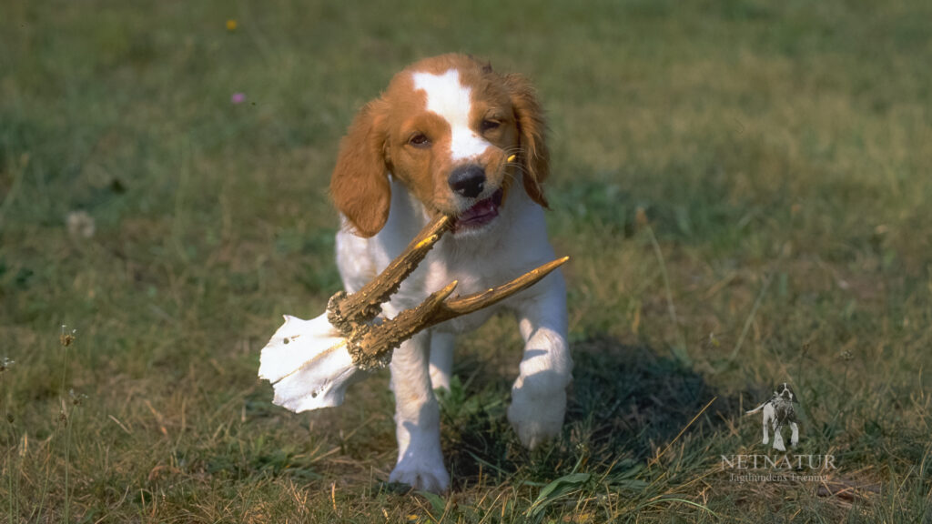 Hundevalgets fire t'er